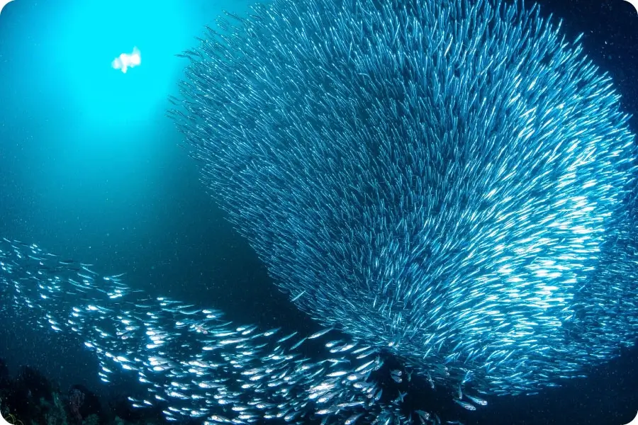 Founding Fish Network