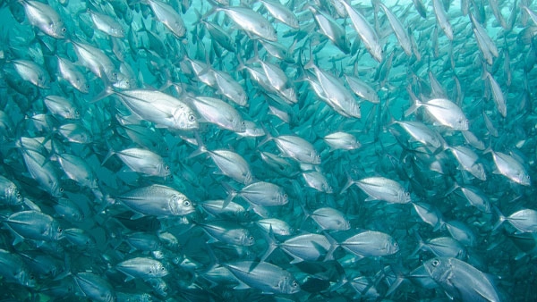 Fishery management, 1% for the Planet, what is overfishing, marine ecosystems, Patagonia apparel, eco friendly living, Patagonia sustainable