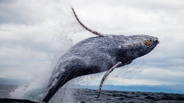 Fishery management, 1% for the Planet, what is overfishing, marine ecosystems, Patagonia apparel, eco friendly living, Patagonia sustainable