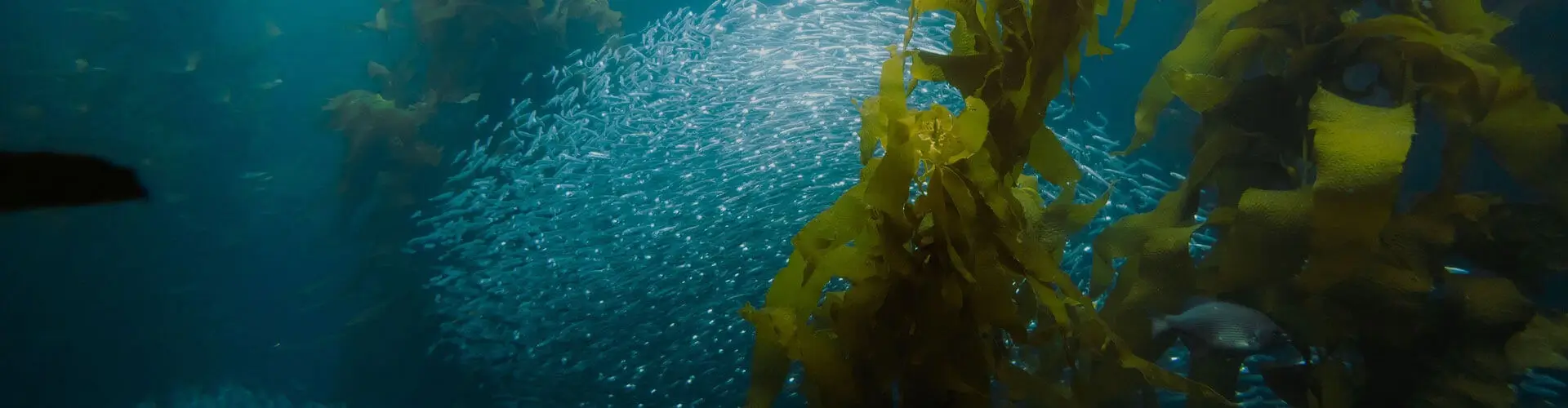 Learn about Founding Fish Network and how 1% for the Planet’s contributions help improve fishery management and marine ecosystems on the east coast.